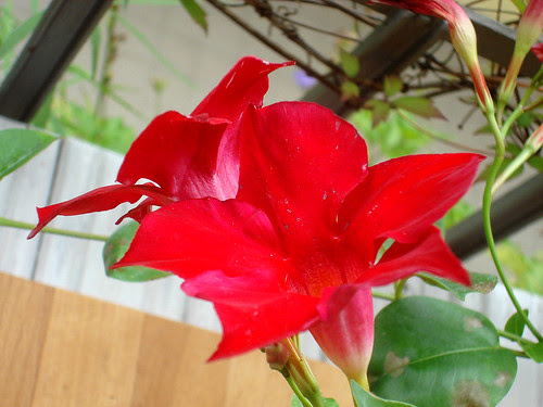 Tropidenia