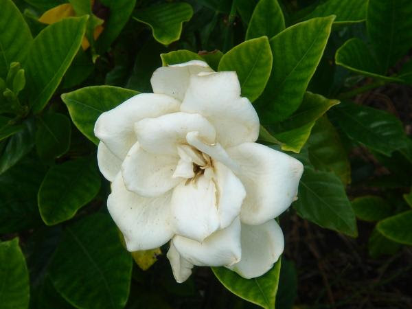 花の香りを潮風にのせて 薄月夜 花くちなしの 匂いけり
