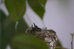BabiesHummingbird_20100322_0157