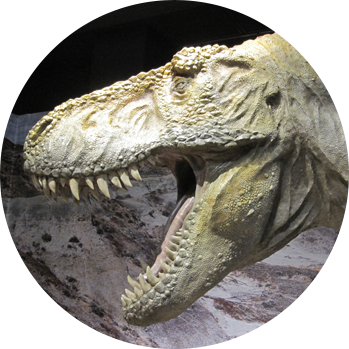 みどころ メガ恐竜展17 巨大化の謎にせまる 大阪開催 公式サイト