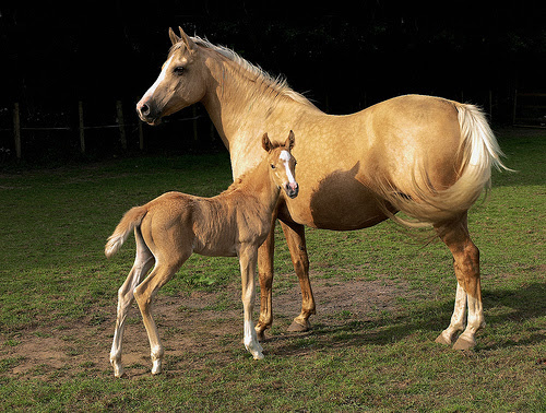 フリー画像 動物写真 哺乳類 馬 ウマ 親子 家族 画像素材なら 無料 フリー写真素材のフリーフォト