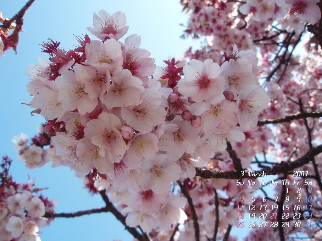 ハートの寒桜 惑い星に花と緑