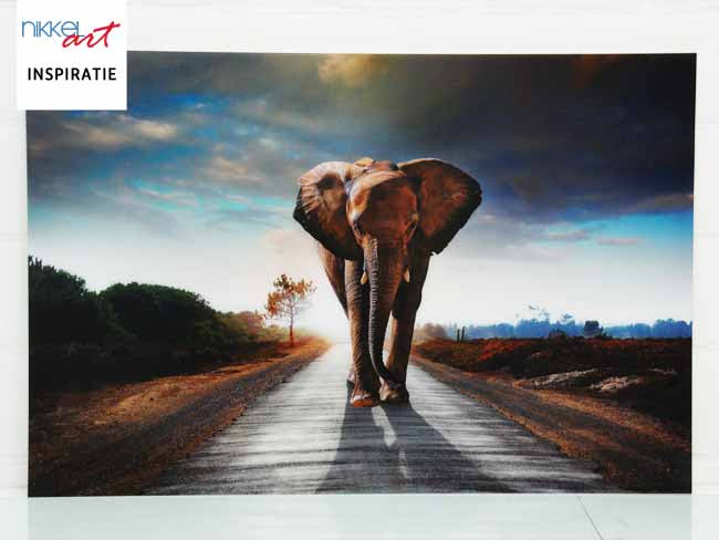 Foto op Plexiglas ANTI REFLEX Olifant