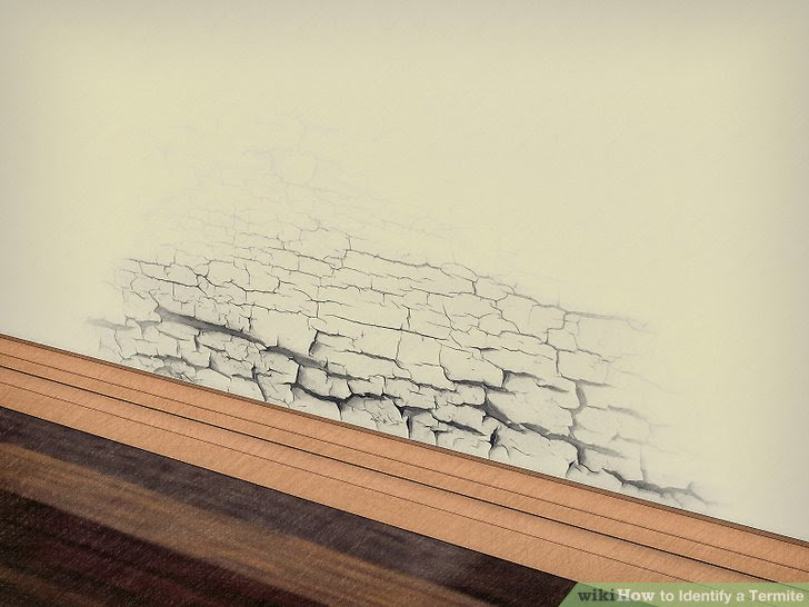 Identify a Termite Step 6 Version 3.jpg