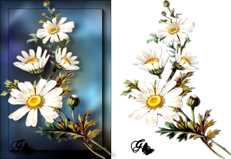 Fleur PNG