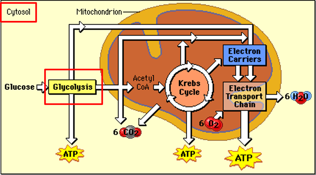 Anaerobic Cellular Respiration - SBI4U
