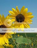 Yellow_Flowers.jpg
