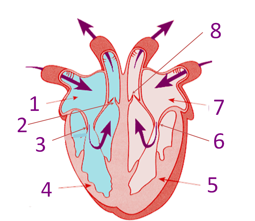 Structure Of The Heart Without Label - Clip Art Library