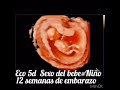 Les 80+ meilleures eco bebe niño 317000-Eco bebe biomas do brasil
