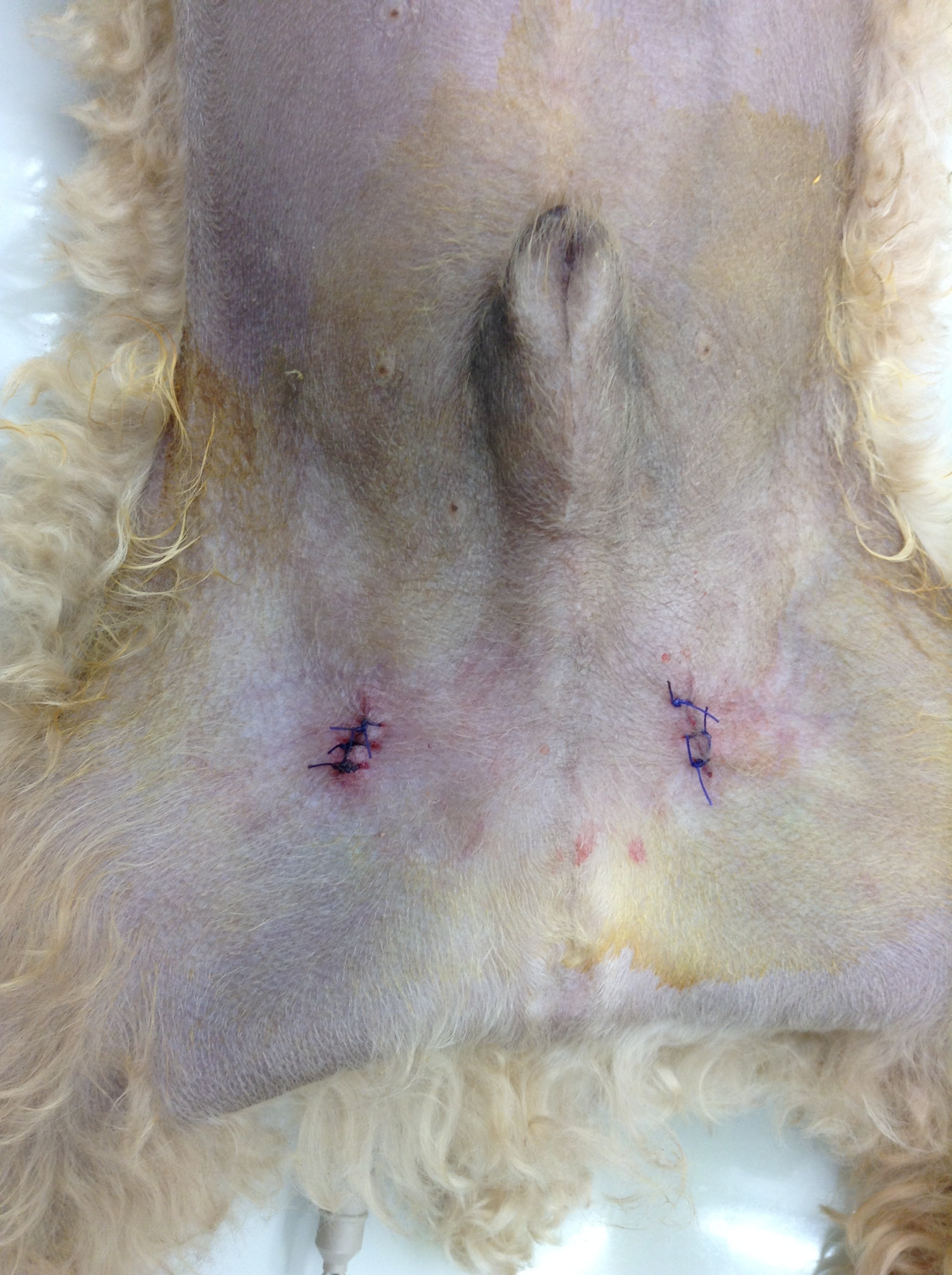 あおえ動物病院 犬の潜在精巣 皮下陰睾 インコウ について