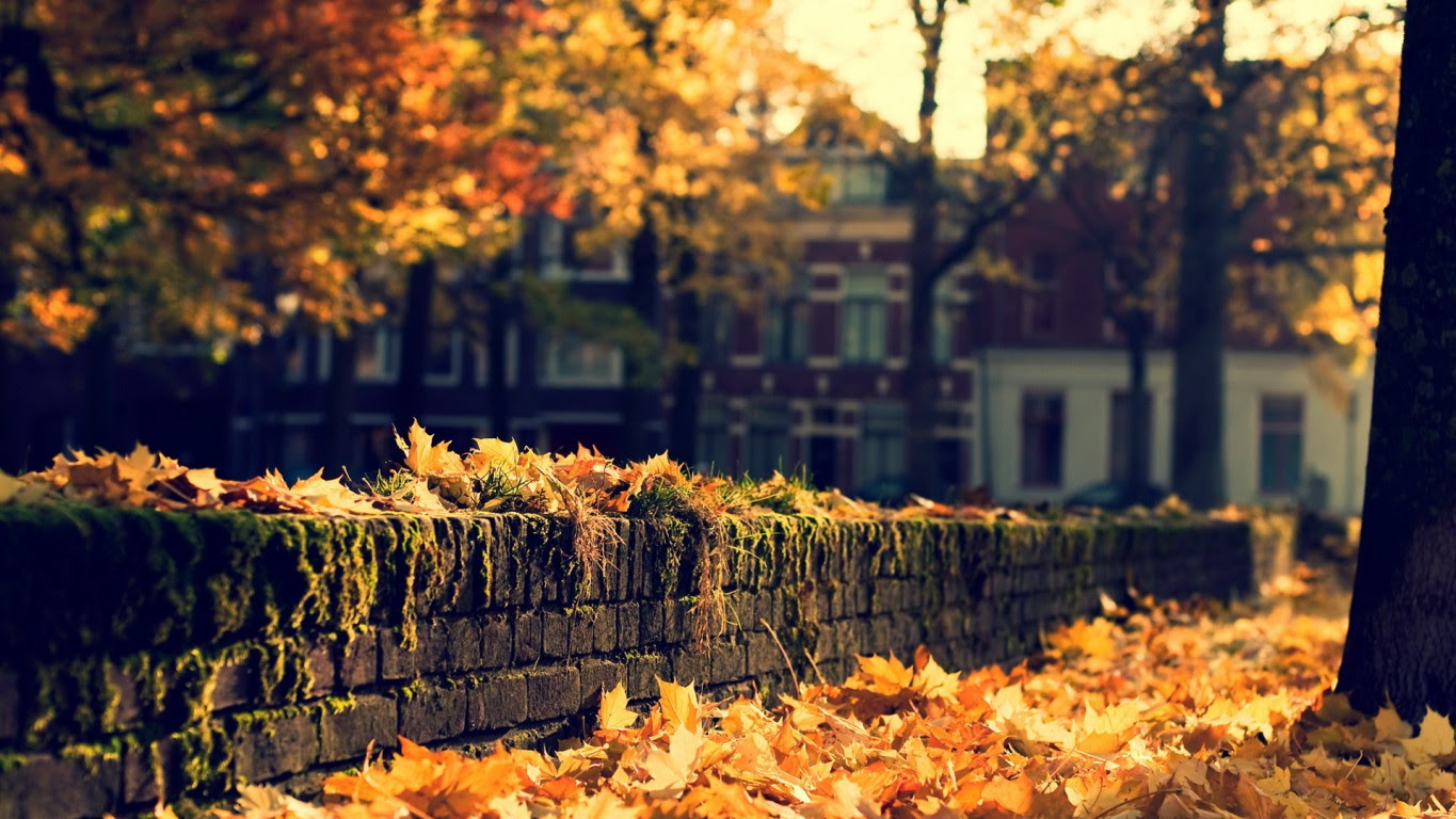 http://images6.fanpop.com/image/photos/35300000/Autumn-in-the-city-autumn-35392312-1365-768.jpg