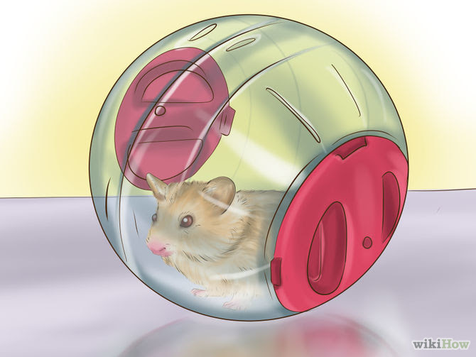 Play With a Hamster Step 7 Version 2.jpg