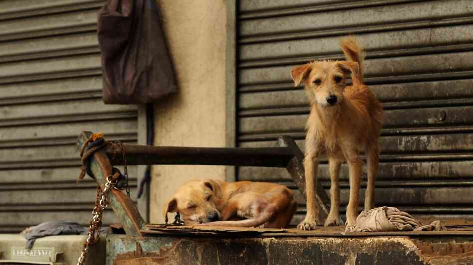 The sexually transmitted cancer is common in street dogs around the world.