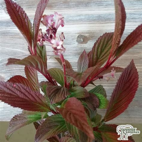 This does not apply during periods of prolonged drought. Buy Viburnum x bodnantense Dawn (Viburnum) in the UK