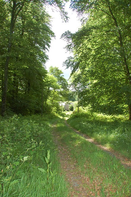 the lane