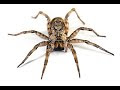 How Much Does Spider Pest Control Cost