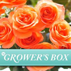 bulk flowers for weddings