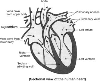 Free Human Heart Sketch Diagram, Download Free Human Heart ...