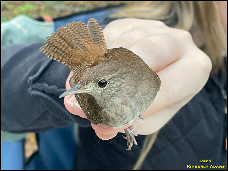 House Wren