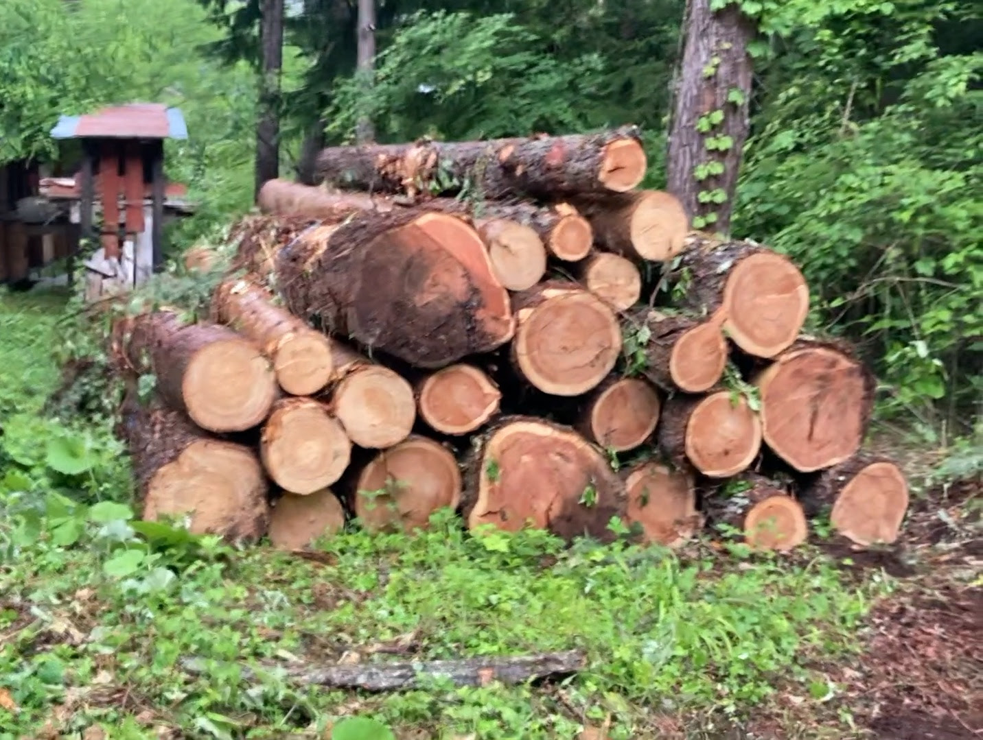 forest201-8.jpg