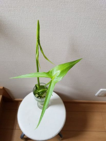 クワイの育て方 水耕栽培 食材で観葉植物を育てる