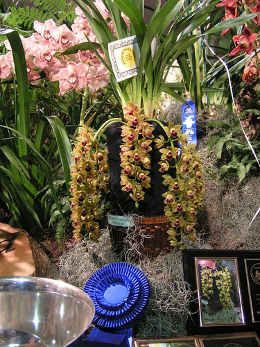 orchids17