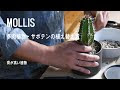[最も欲しかった] 多肉 植物 高い 233227