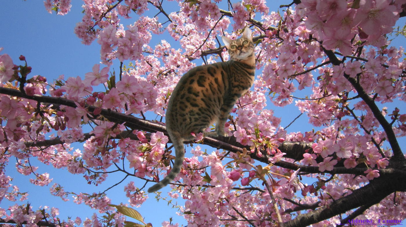 猫の壁紙 ワイドサイズ8 無料 あび猫本舗