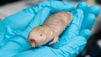 Naked mole-rat