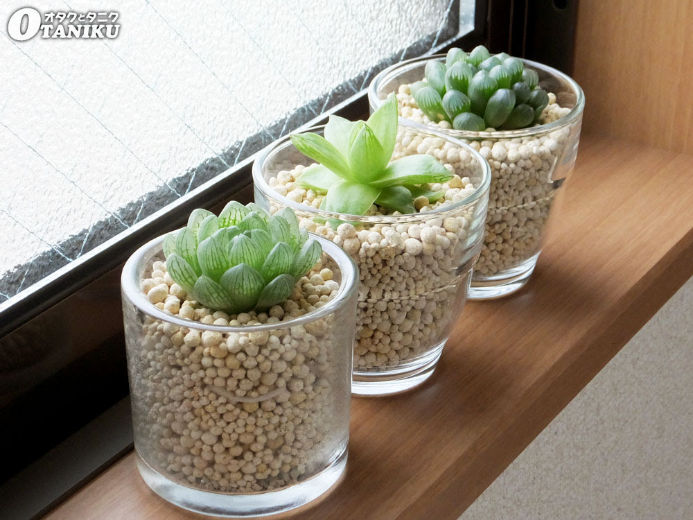 2 ページ目 多肉植物とガラスのコンビで可愛くおしゃれなインテリアにしよう