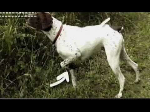 Dogs 101: German Shorthaired
