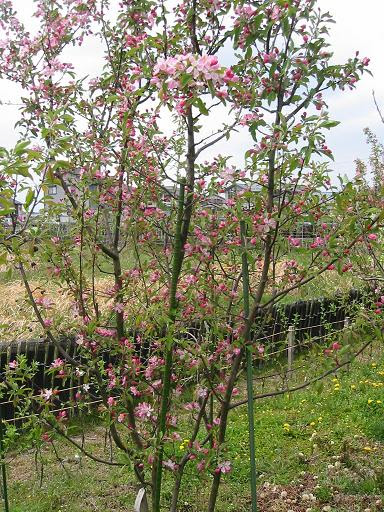 カイドウ ズミ 野生種の花 咲きだす 彦根りんご 樽本林檎郎の日記 楽天ブログ