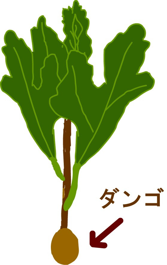 ダンゴ挿し 菊などの挿し木