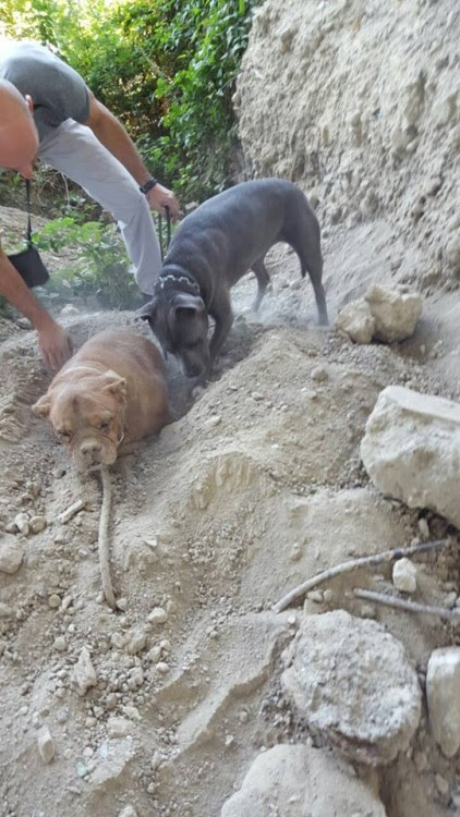 perrita que fue encontrada enterrada viva en francia sobrevive