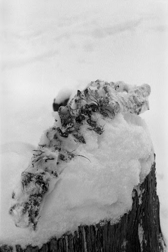 Vertebrae
