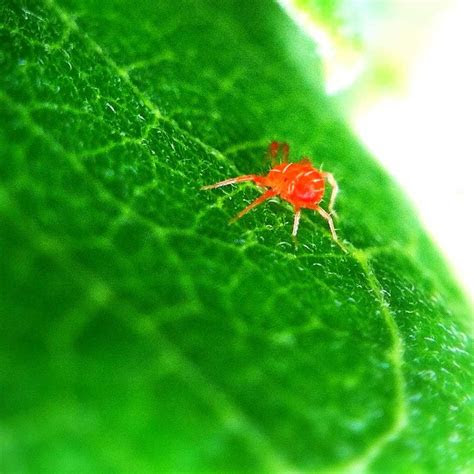 Bacterial canker is another tomato stem disease that causes black spots on the stems of tomato plants. How to get rid of red bugs on tomato plants