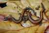Red Back Salamander