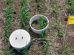 Cámara estacionaria usada por científicos para medir los gases del efecto invernadero emitidos por algunas plantas de cebada. Enlace a la información en inglés sobre la foto