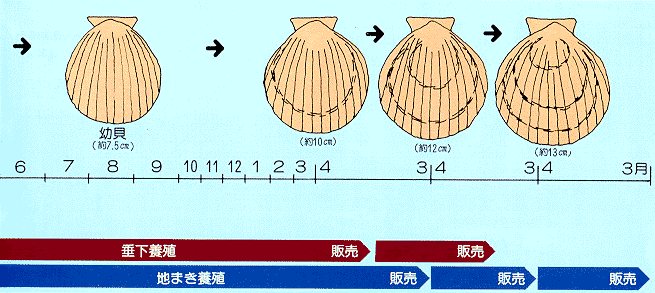 ほたての成長