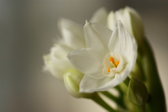 Paperwhite Narcissus