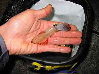 ヒイカの釣り方を説明します 池田健吾の爆釣天国ブログ