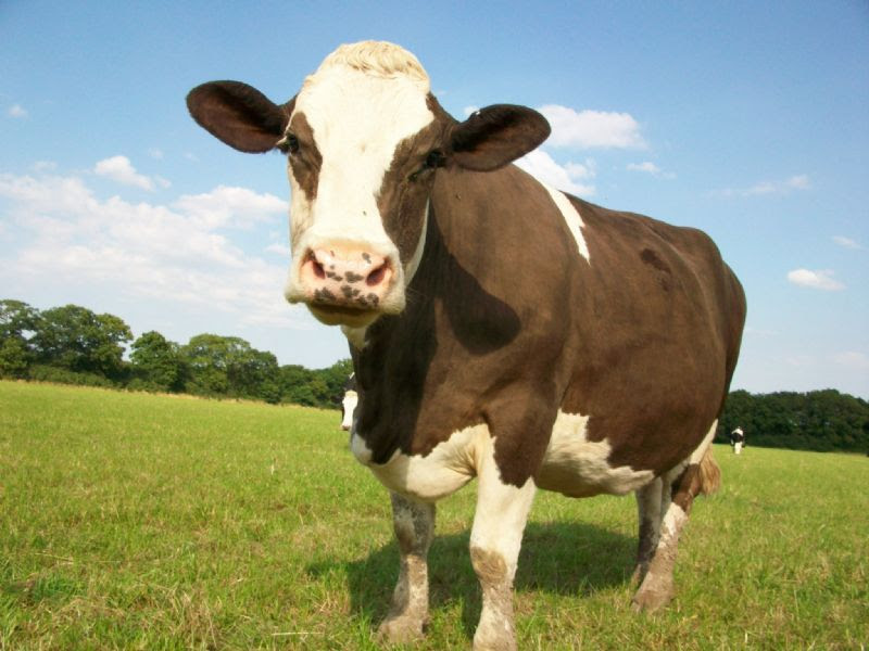 Straight From The Cow Milkman in Beoley, Redditch (UK)