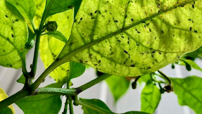 Pepper Leaves
