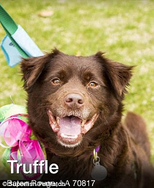 PetMatch uses photos to search for similar-looking animals in the local area that are up for adoption