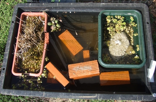 メダカ屋外水槽レイアウト変更 屋内越冬浮草一部屋外へ移動する コーイチの庭日記