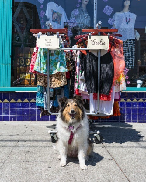 Take Your Dog on Photography Walks 9