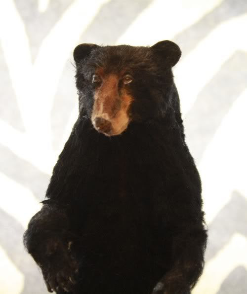 Black Bear
