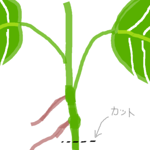 モンステラの挿し木方法 最適な時期 増やし方のコツや注意点は