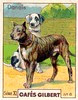gilbert chiens009