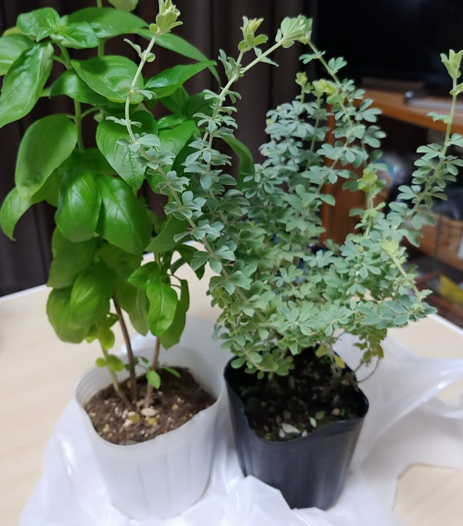 100均の土 鉢底石を使ってグリーンの植え替えしてみたよ 可愛い植木鉢もおすすめ 観葉植物との暮らし オタちょき オタク女子が貯金美人になるためのブログ